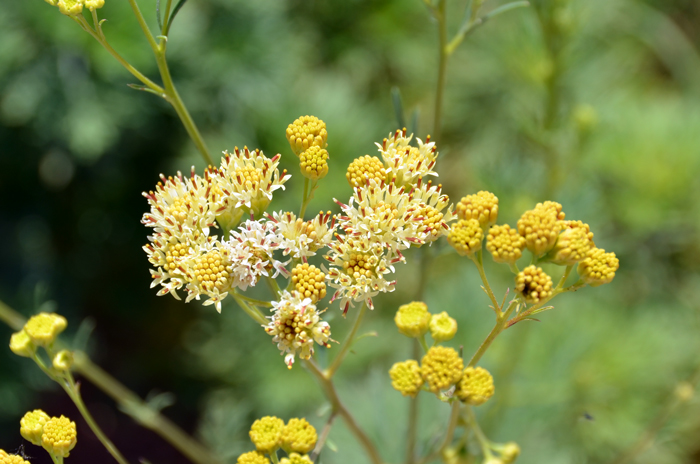 Loomis' Thimblehead flowers shown here in cream to yellow. Note the brownish yellow anthers arising from the middle of the floret. The fruits are called a cypsela. Hymenothrix loomisii